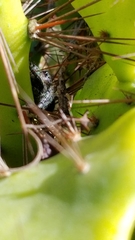 Phidippus audax