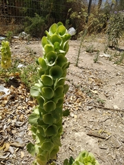Moluccella laevis