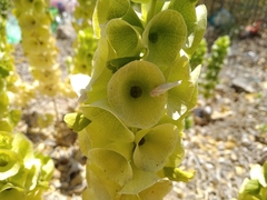 Moluccella laevis