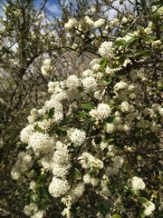 Ceanothus cuneatus cuneatus