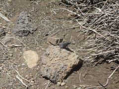 Gallotia galloti galloti