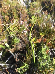 Prasophyllum amoenum