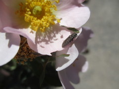 Acmaeodera cisti