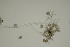 Peronospora radii