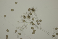 Peronospora radii