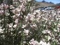 Colletes dimidiatus