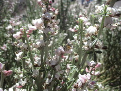 Andrena chalcogastra