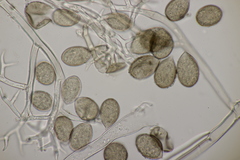 Peronospora radii