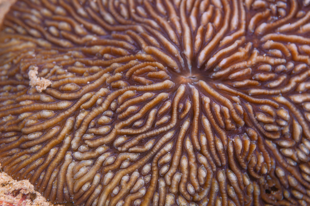 Cantharellus Mushroom Corals