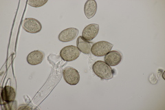 Peronospora radii