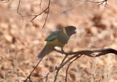 Barnardius zonarius zonarius