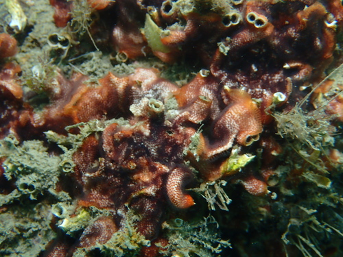 Schizobrachiella sanguinea