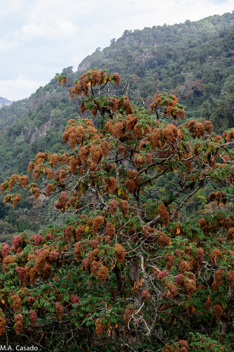 African Redwood