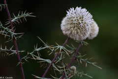 Echinops macrochaetus