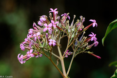 Kalanchoe petitiana