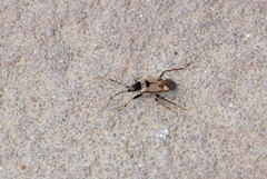 Panaorus csikii