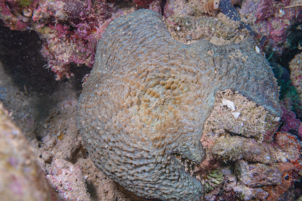Echinomorpha