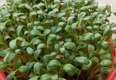 Trigonella foenum-graecum