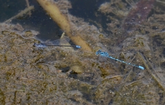 Paracercion calamorum