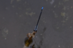 Paracercion calamorum