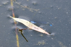 Paracercion calamorum