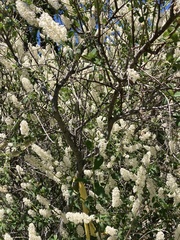 Ceanothus integerrimus macrothyrsus
