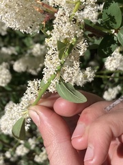 Ceanothus integerrimus macrothyrsus