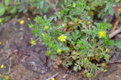 Potentilla supina