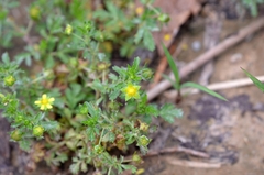 Potentilla supina