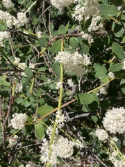 Ceanothus integerrimus macrothyrsus
