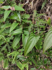 Dioscorea japonica