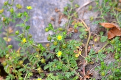 Potentilla supina
