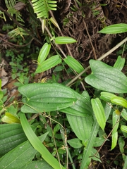 Dioscorea japonica
