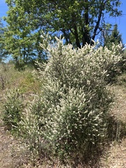 Ceanothus integerrimus macrothyrsus