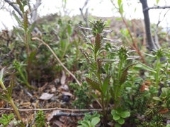 Pedicularis lapponica