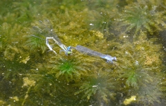 Paracercion calamorum