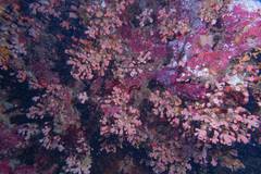 Cladopsammia gracilis