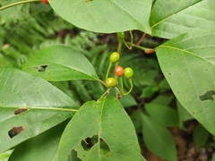 Lindera reflexa