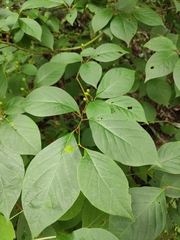 Lindera reflexa