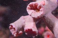 Cladopsammia gracilis