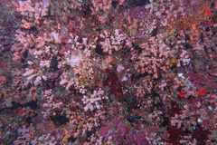 Cladopsammia gracilis