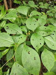 Lindera reflexa