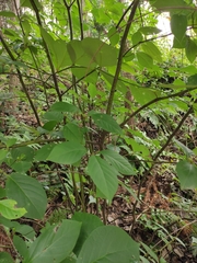 Lindera reflexa