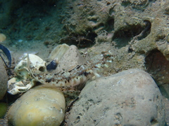 Pomatoschistus pictus
