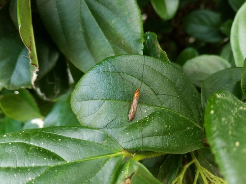 Tipulidae image