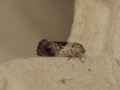 Eupselia carpocapsella