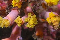 Cladopsammia gracilis