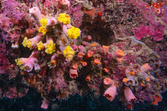 Cladopsammia gracilis