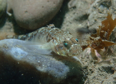 Pomatoschistus pictus
