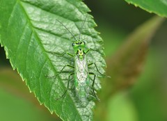 Rhogogaster chlorosoma
